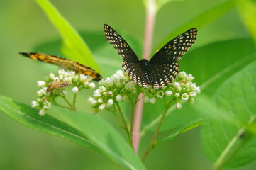 two butterflies