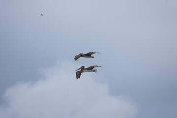 Obraz premium California Pelicans