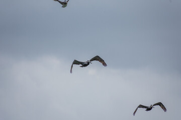 California Pelicans