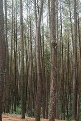 beautiful pine forest. Latin name for pine is Pinus. Pine forests are widely spread throughout the world.