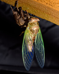 western Dusk Singing Cicada -- Megatibicen resh