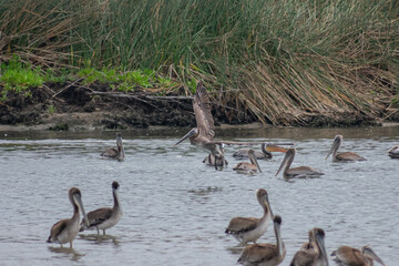 California Pelicans
