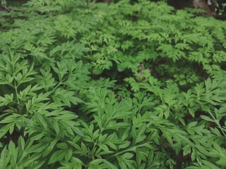 close up of green dill