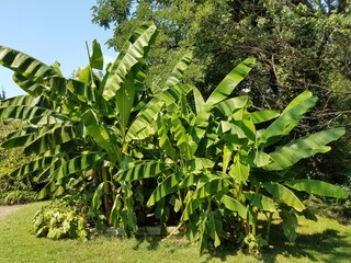 tropical plant with large green leaves