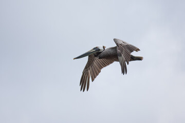Obraz premium California Pelicans