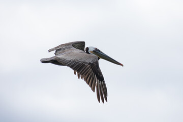 Obraz premium California Pelicans