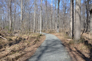 path or trail in forest or woods with trees and brown leaves