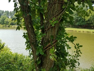 tree with a vine wrapped around it and a lake