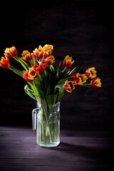Close-up photo of colorful tulips on  black background.
