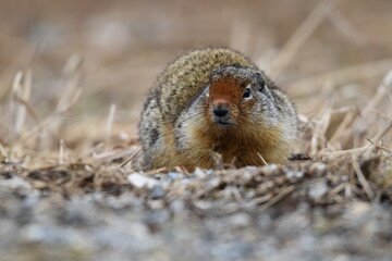 Ground Squirrel 