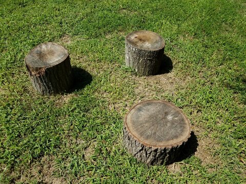 three tree stumps and shadows and green grass
