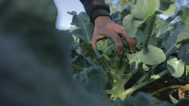 Farmer harvests a broccoli plant in a vegetable crop field. Slow motion, Abstract perspective, close up shot.
