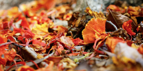 close up red flower of flamboyant tree in the middle of roots 