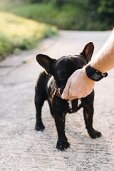 French bulldog drinks water from a man hand in summer