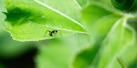 close up of an ant on a leaf of  sunflower