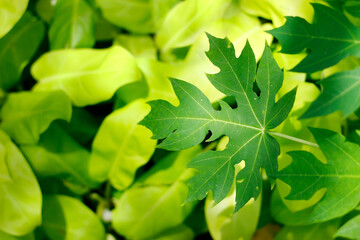 Fototapeta na wymiar assortment of green leaves in the rainforest