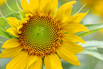 Obraz premium close up of sunflower in a field 