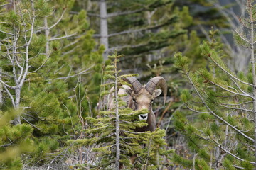 Big Horn Sheep
