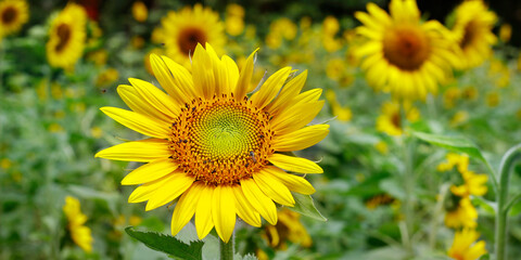 Fototapeta premium close up of sunflower in a field 