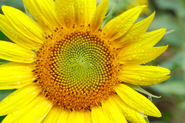 close up of sunflower in a field 