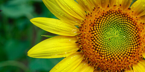 close up of sunflower in a field 