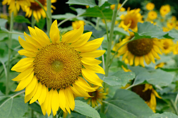 close up of sunflower in a field 
