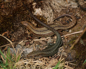 A male and female common lizard begin courtship. Focus is on the male bottom lizard. The female...