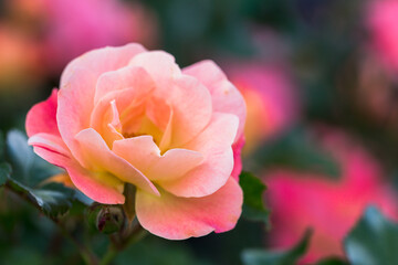 Coral knockout rose with soft background