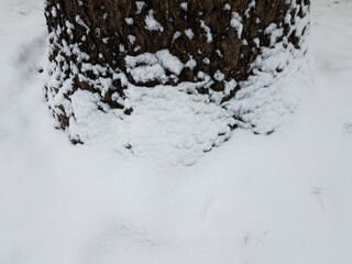 base of tree trunk with bark and snow