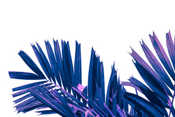 tropical leaves isolated on white background, purple toned process, clipping path included.