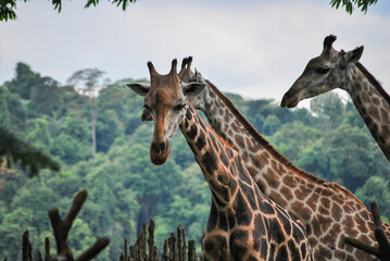 A close up on a giraffe  