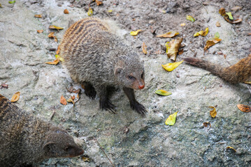 A porcupine making it way around
