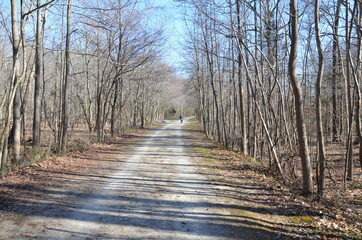 trail or path in forest or woods with trees