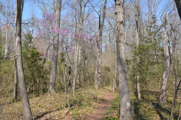 Fototapeta na wymiar trail or path in forest or woods