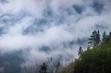 Siberian mountain taiga on a misty morning. Fog lays on the forested mountain slopes. Natural light.	
