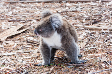 Koala walking on the ground