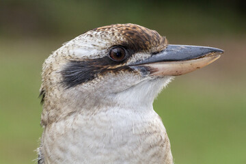 Laughing Kookaburra
