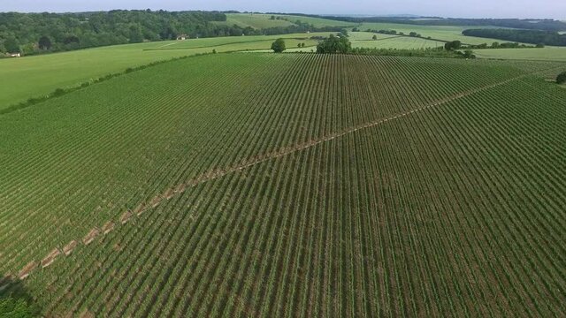 Hampshire Countryside And Hambledon Vineyard UK