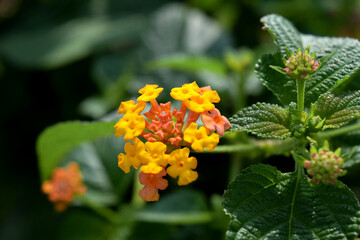 Yellow Lantana Camara  flowers in nature 