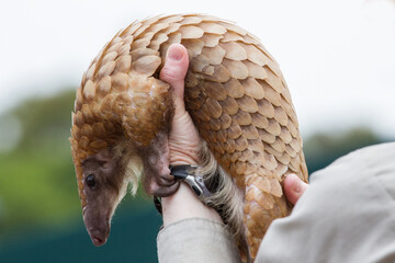 Captive African White Bellied Tree Pangolin