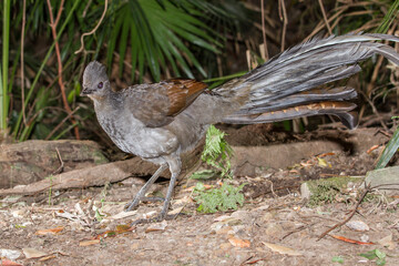 Superb Lyre Bird