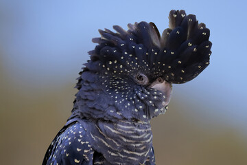 Red-tailed Black Cockatoo