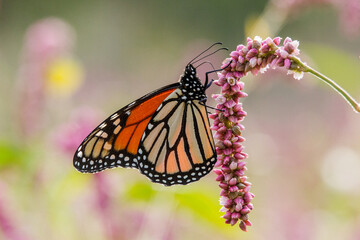 Wanderer or Monarch Butterfly feeding from flower