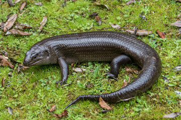 Land Mullet