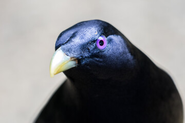 Male Satin Bowerbird