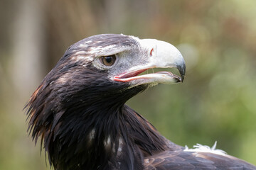 Wedge-tailed Eagle