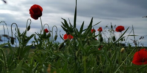red poppy field