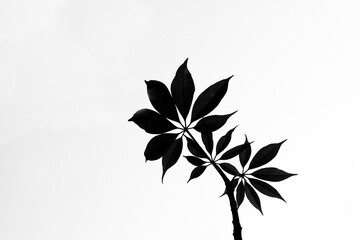 silhouette of a tree's leaves and plant's textures beauty.  