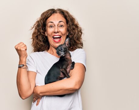 Middle age brunette woman holding cute little chihuahua dog over isolated background screaming proud, celebrating victory and success very excited with raised arm