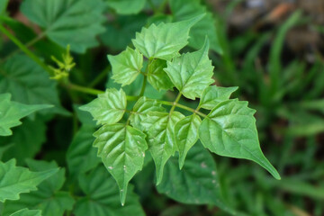 Fototapeta na wymiar Green leaves close up background